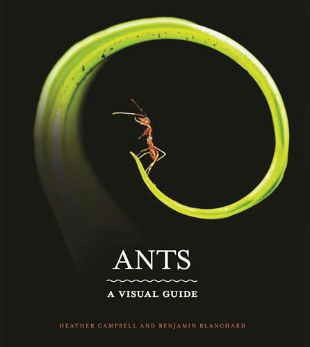 Ants: A Visual Guide