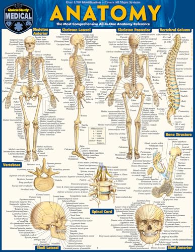 Anatomy: QuickStudy Laminated Reference Guide (Quickstudy Academic) cover