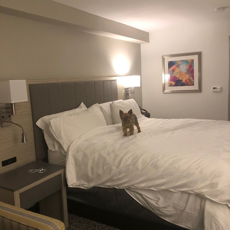 Holiday Inn Express Suites Knoxville West Papermill Dr By IHG — Guest room