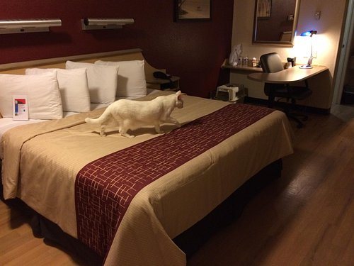 Red Roof Inn Tallahassee University — Guest room