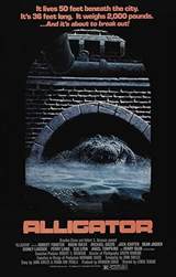 Alligator