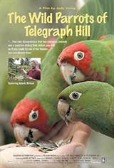 The Wild Parrots of Telegraph Hill (2003) poster