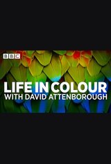Life in Colour