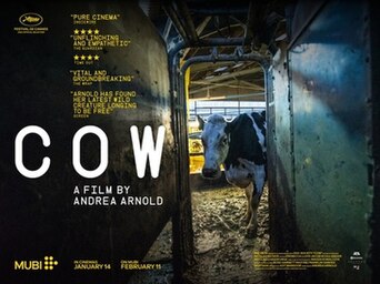 Cow
