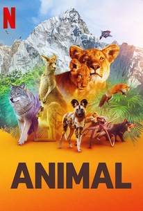 Animal