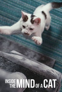 Inside the Mind of a Cat