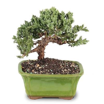 Brussel's Bonsai - Small Juniper Live Bonsai Tree | Live Bonsai Tree, Juniper, Outdoor, 3-Year Old, Easy Care, Gift Ready