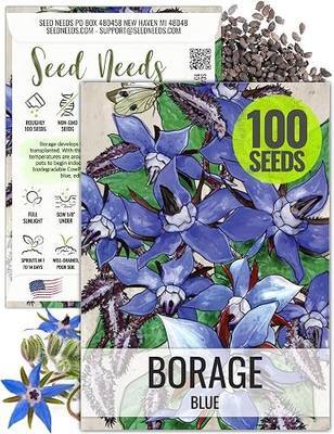 Seed Needs Borage Seeds to Plant Heirloom Blue Edible Flowers 1 Pack