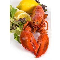 1 and 1/8 lb Live Maine Lobster - Pack of 6