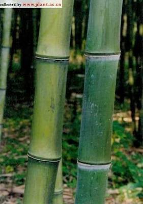 Phyllostachys Atrovaginata, Incense Bamboo #1 Size Live Plant