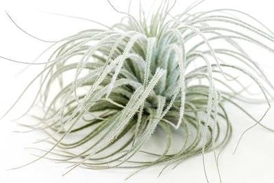 Jumbo Tectorum Ecuador Air Plant - Live Tillandsia Succulent House Plants - Available in Wholesale and Bulk - Home and Garden Decor - Easy Care Indoor/Outdoor Air Plants