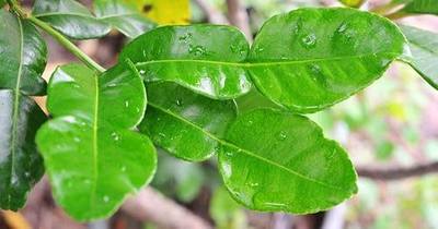 Fresh Kaffir Lime Leaves (Thai Lime Leaves) 2 Oz. ใบมะกรูด