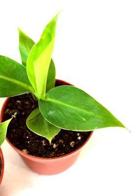 9GreenBox - Truly Tiny - Tiny Musa Banana Tree - 4" Pot - Great Fruit
