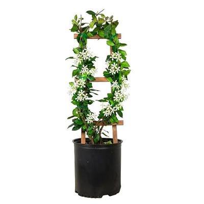 Star Jasmine 'Large Leaf' (2.5 Gallon) Aromatic White Blooming Evergreen Vine - Full Sun Live Outdoor Plant
