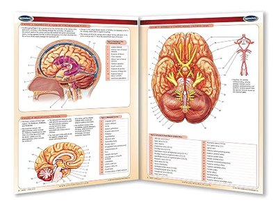 Brain - Human Brain Chart- 8.5" x 11" Laminated Medical Quick Reference Guide by Permacharts