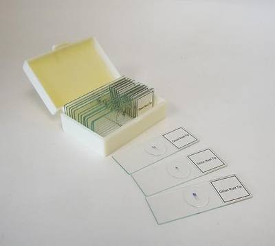Prepared Slide, Plant Mitosis, Classpack of 15 Sides