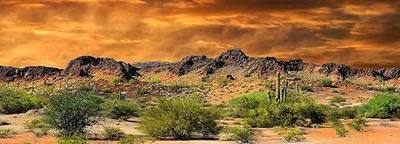 Reptile Habitat, Terrarium Background, Orange Desert Sky with Cactus - (Various Sizes) (18x24)