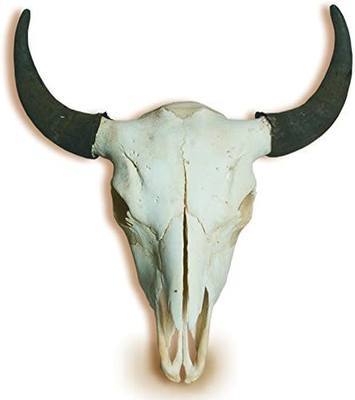 Genuine Buffalo Skull