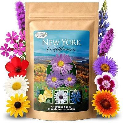 New York Wildflower Seed Mix – Over 50,000 Flower Seeds, Covers 300 Sq Ft