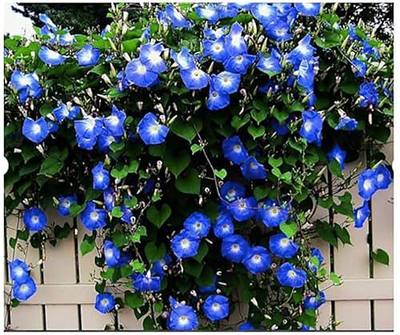 Morning Glory Seeds for Planting - 250 Fresh Seeds - Heavenly Blue Climbing Vine Flower Seed - Attracts Butterflies & Hummingbirds - Fast Growing Ivy - Grown in The USA