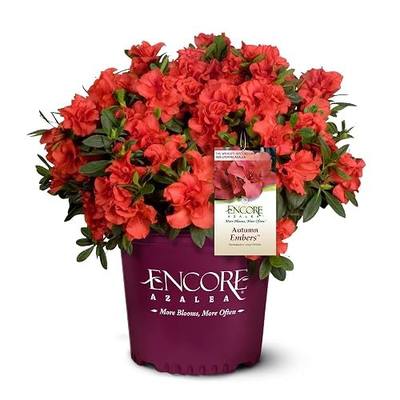 Encore Azalea 1 Gal. Autumn Embers Azalea Shrub