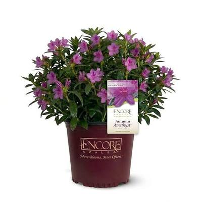Autumn Amethyst Encore Azalea (1 Gallon) - Purple, Pink Flowering Shrub - Reblooming Rhododendron Plants