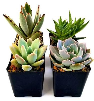 Live 2-Inch Succulent Plants Variety Pack - Set of Tiny and Vibrant Mini Succulents - Perfect for Home Decor, Terrariums, and Gifts - Easy-to-Care-for Living Houseplants