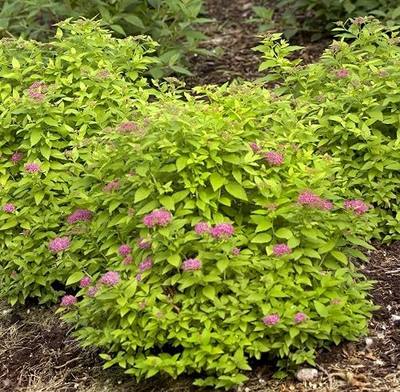 Proven Winners - Spiraea jap. Double Play Gold (Spirea) Shrub, , #3 - Size Container