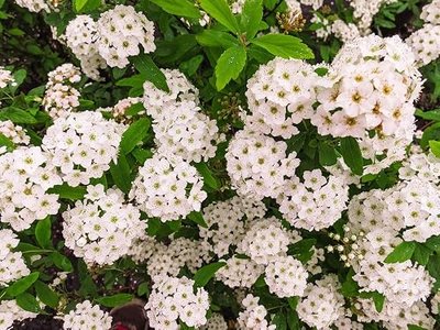 Perfect Plants Bridal Wreath Spirea in 1 Gallon Pot | Live Flowering Shrub | Spiraea prunifolia | Deer Resistant & Pollinator Friendly | White Blooms in Spring | Thrives in Grow Zones 4-9