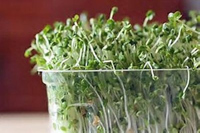 Broccoli Seeds for Sprouting Microgreens, 8 oz Bag,A superfood packed with antioxidants and health-promoting nutrients. "COOL BEANS n SPROUTS" Brand A small town family run USA business.Thank you !