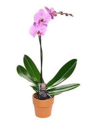 KaBloom-Purple Orchid Plant (USABQ) for Valentine, Mother's Day