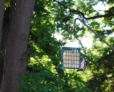 Wildlife Sciences Woodpecker Suet Cake 10 Pack for Wild Birds