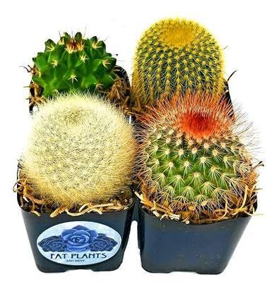 Live Mini Cactus Plants (4 Pack), Assorted Potted Cacti Variety Pack | Four unique live cacti in 2" pots, ready to display or gift
