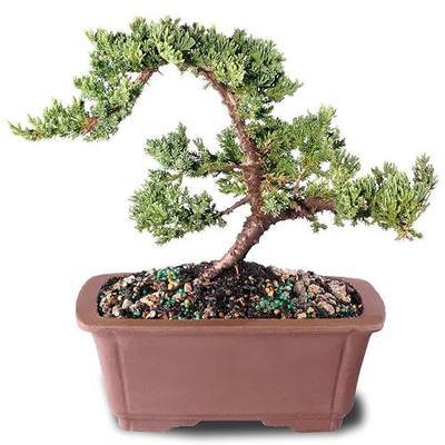 Brussel's Bonsai - Medium Juniper Live Bonsai Tree | Live Bonsai Tree, Juniper, Outdoor, 6-10" Tall, Easy Care, Gift Ready