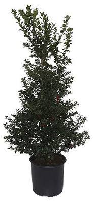 Ilex X 'Red Beauty' G3 24"