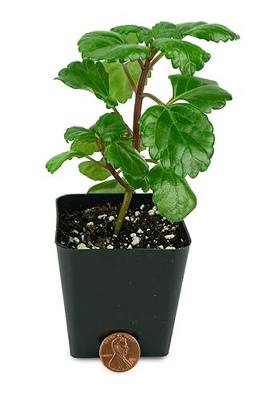 Josh's Frogs Plectranthus Australis - Swedish Ivy (Green)