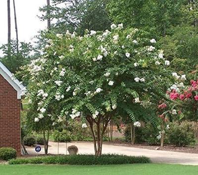 Natchez White Crape Myrtle Tree - Live Plant - Quart Pot