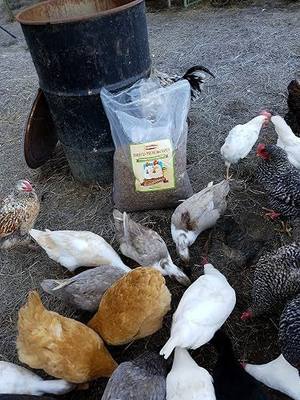 11 LB Bulk for Wild Birds, Chicken, Poultry,Ducks and More