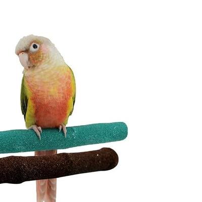 Parrot Perches Bird Stand Natural Wood Quartz Sand Branches Nail Perch for Small Medium Birds Cockatiel Cockatiel Parakeet Conure Cage Accessory Pack of 2 (Upgraded New Version 25cm/10)