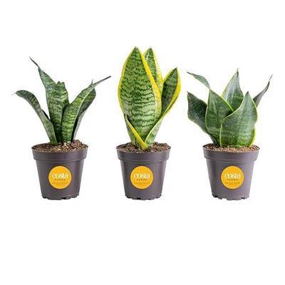 Costa Farms Live Snake Plant 3-Pack, Mother in Law’s Tongue Sansevieria Indoor Houseplants in Potting Soil, Low Light Room Decor, Easy Care Succulent Clean Air Plants for Home Office, 8-12 Inches Tall
