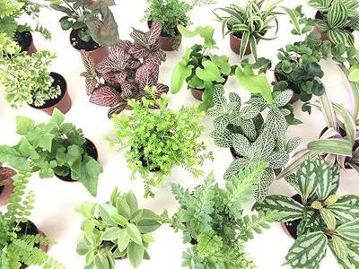 Mini Terrarium Plants (6 Plants) (2" Pots) Fairy Garden Plants Assorted Varieties
