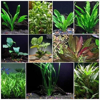 Florida 10 Species Live Aquarium Plants Bundle