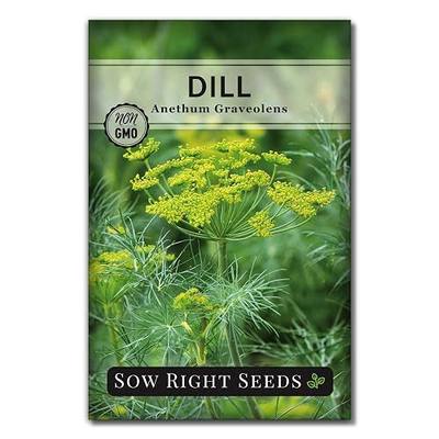 Sow Right Seeds - Bouquet Dill Seeds for Planting Non-GMO Heirloom Herbs | Plant fresh dill seeds for pickling in outdoor or indoor gardens. Grow annual variety for home kitchen hydroponic gardening.