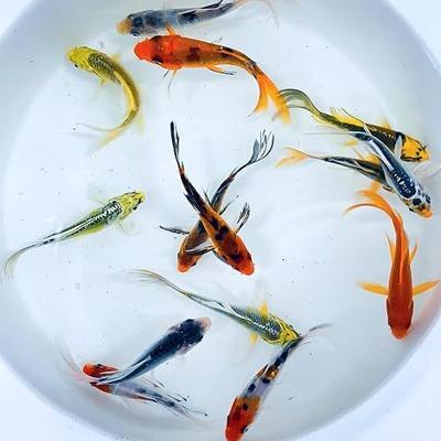 Toledo Goldfish Butterfly Fin Koi, Variety of Colors and Patterns - Perfect for Ponds or Aquariums - 3-4 Inches, 5 Count