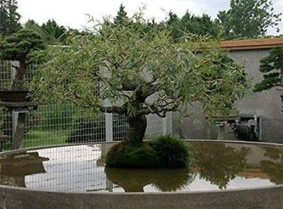 Jumbo Bonsai Tree Dragon Claw Willow - 3 foot tall Trunk approx 2-3 inches Thick