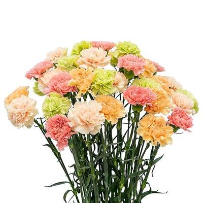 FlowerPrime 200 Easter Carnations - Fresh Natural Cut Flowers – Special Holiday Variety Pack