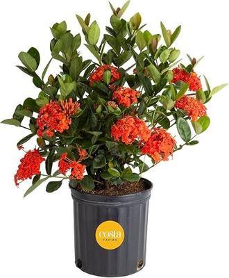 Costa Farms Live Ixora Plant, Jungle Flame Flowering Shrub in 10-Inch Grower Pot, 2-3 Feet Tall, Vibrant Tropical Blooms for Outdoor Patio, Garden, or Home Decor, Attracts Polliners & Hummingbirds