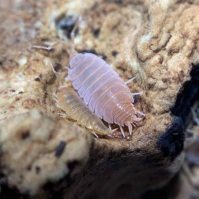 XYZReptiles Live Insects Powder Orange Isopods for Sale Cleanup Crew for Terrarium Reptile Bedding and Snake Bedding Porcellio pruinsosus Live Isopods