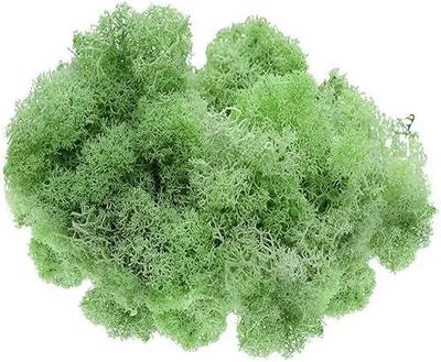 Preserved Reindeer Moss - 2 oz- Bag (Forest Moss)