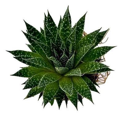 Fat Plants San Diego Succulent Plant(s) Fully Rooted in 4 inch Planter Pots with Soil - Real Live Potted Succulents/Unique Indoor Cactus Decor (1, Aristata Aloe)